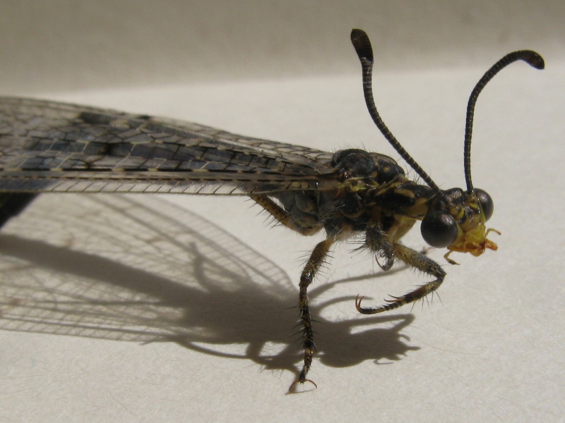 Distoleon tetragrammicus